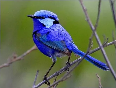 Quel est ce magnifique oiseau ?