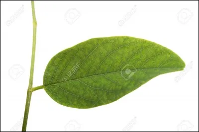 Quel nain est empoisonné et a besoin de la feuille des rois ?