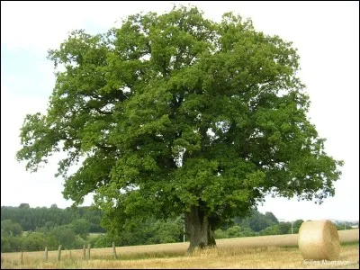 Comment dit-on "chêne"?