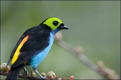 Quel est le nom de cet oiseau ?