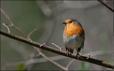 Quel est le nom de cet oiseau ?