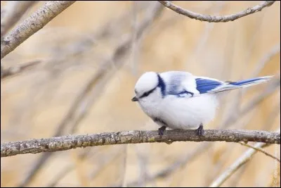 Quel est le nom de cet oiseau ?