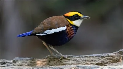 Quel est le nom de cet oiseau ?