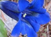 Quiz Un quiz un peu fleur bleue !