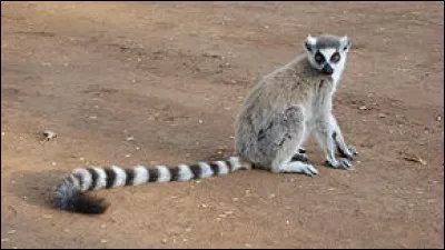 Dans quel pays trouvez-vous des makis catta ?