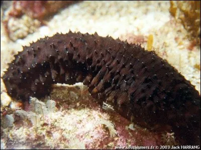 L'holothurie est l'autre nom du concombre de mer.