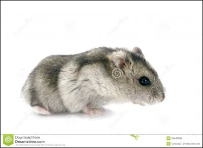 Comment s'appelle son hamster ?