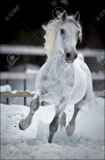 Jusqu'à combien de km/h le cheval peut-il aller ?