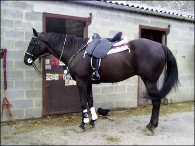 Combien met-on généralement d'épaisseurs sur un cheval ?