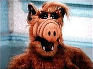 Lui, il adore les petits chats, en ragout.