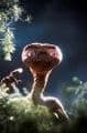 Quiz Extraterrestres