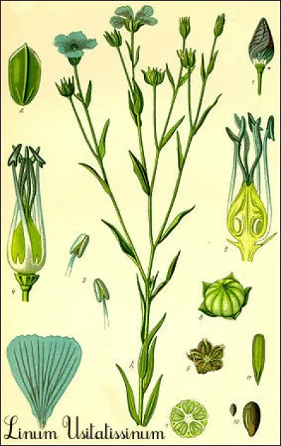 Un livre de comptes de 1398, nous fixe sur un point délicat : on a acheté, pour les augustes fesses du duc de Berry « du coton et quatre livres d'étoupe ». Mais de quelle matière était-elle faite, cette étoupe ?