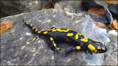 Trouve le nom de l'animal