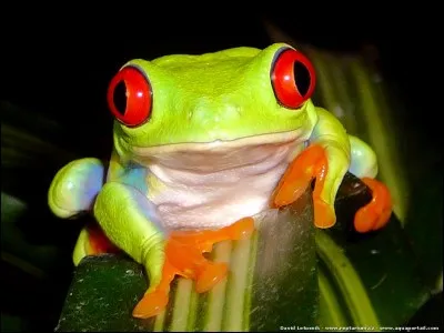 Trouve le nom de l'animal