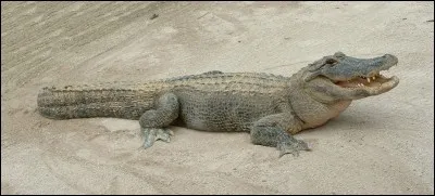 Trouve renom de l'animal