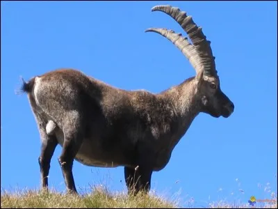 Trouve le nom de l'animal