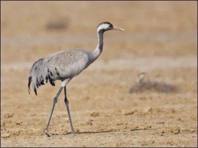 Trouve le nom de l'animal