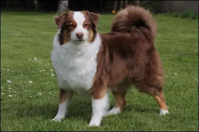 Le berger australien vient...