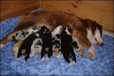 Il est interdit de faire reproduire deux bergers australiens de couleur...