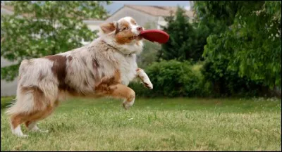 Le berger australien est...