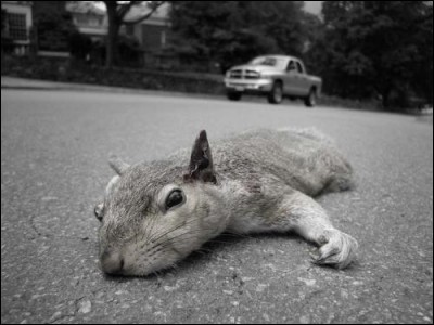 Tu vois un écureuil mort sur la route, tu...