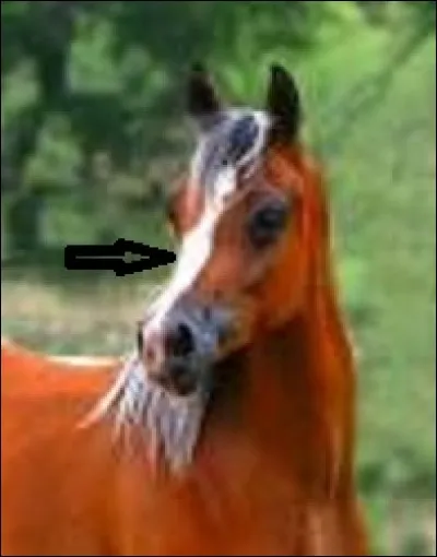 Quelle est cette partie du cheval ?