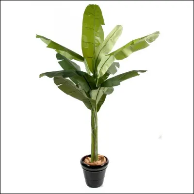 Quel est cet arbre ?