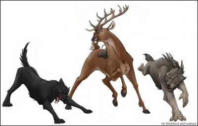 Qui sont les Maraudeurs ?