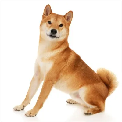 Quelle est cette race de chiens ?