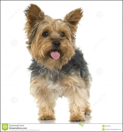 Quelle est cette race de chiens ?