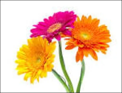 Quelle fleur préfères-tu ?