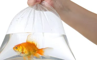 Quiz Aquariophilie