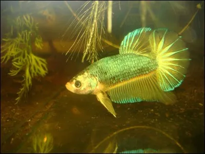 Le Betta a-t-il besoin d'un aquarium tout équipé (pompe, chauffage, lumière, sol et plantes) ?
