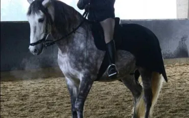 Quiz Galop 3