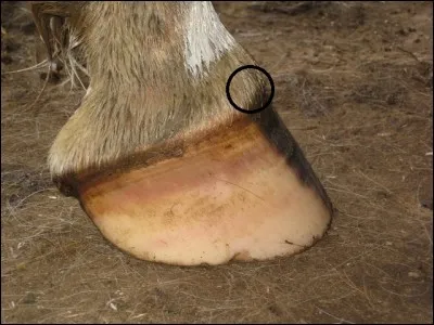 Quelle est cette partie du sabot du cheval ?