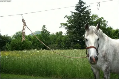 À l'extérieur, quelles précautions faut-il prendre en attachant un cheval ?