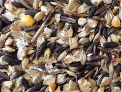 Quelles céréales donne-t-on aux chevaux ?