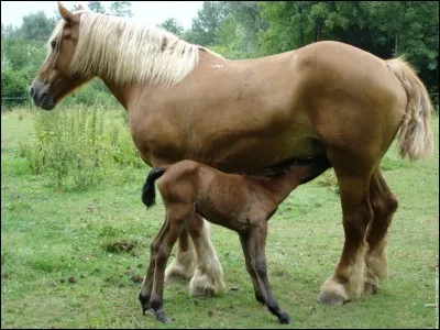 Quelle est la ration journalière d'un cheval ?