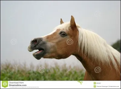 Quel cri fait le cheval ?