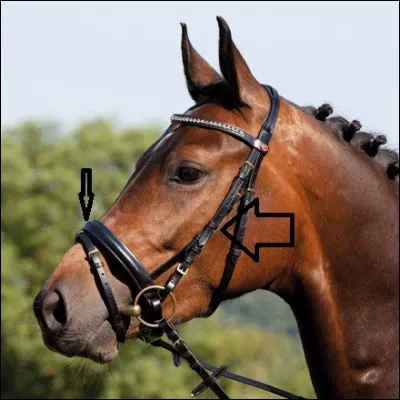 Quelles sont ces parties du filet, désignées par les flèches ?