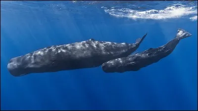 Quel est ce mammifère marin ?