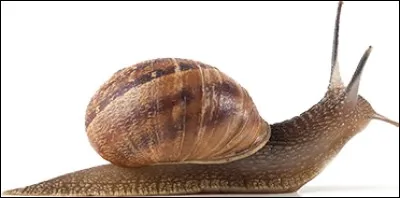 Quel type est le plus lent en moyenne ?