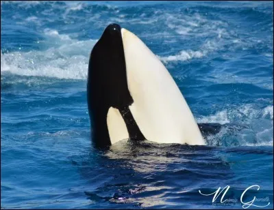 Quel est le genre de l'orque ?