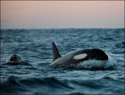 Quelle est l'espèce de l'orque ?