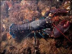 Quel crustac cuisine-t-on  la Thermidor ?