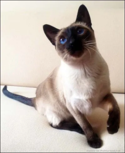 Quelle est cette race de chats ?
