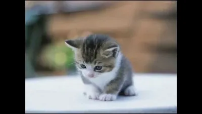 Quels sont les 4 chats les plus petits au monde ?