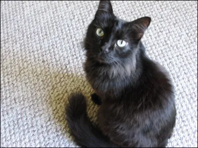 Quels noms de races de chats existent ?