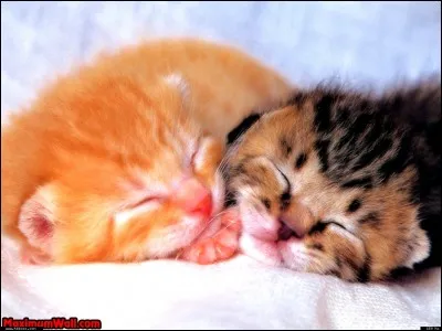 Combien de temps dort un chaton ?