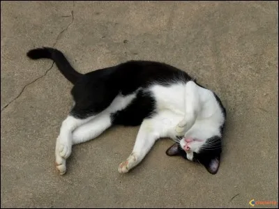 Combien de temps dort un chat adulte ?